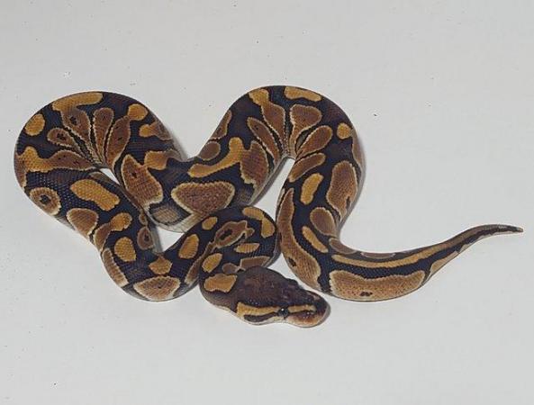Image 3 of 2023 Female Special Ball Python