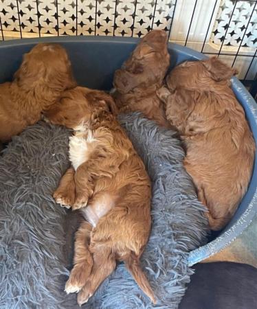 Image 10 of Red cockapoo puppies, bitches only.