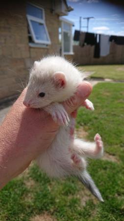 Image 3 of Micro ferret kits for sale ready now
