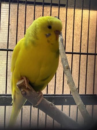 Image 4 of Baby and Young Budgies For Sale