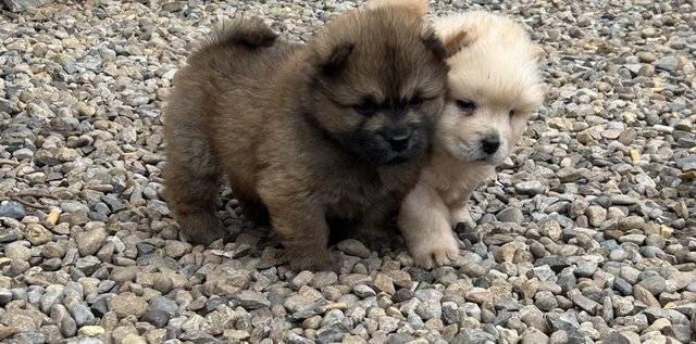 Preview of the first image of Kc reg chow chow puppies.