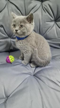 Image 9 of Gccf registered pure british shorthair ready 19th January