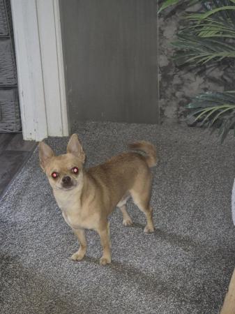 Image 10 of STUNNINGFemale Apple Head Chihuahua For Sale