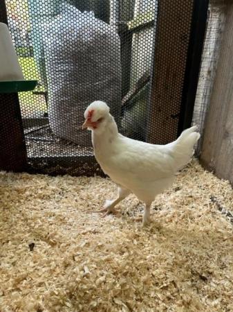 Image 2 of We have young hens available various breeds