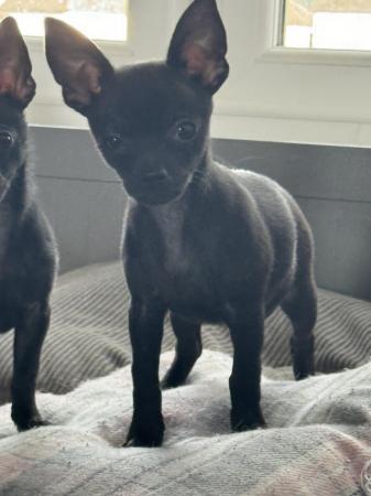 Image 8 of 2 rare solid black male chihuahua puppies ready now!