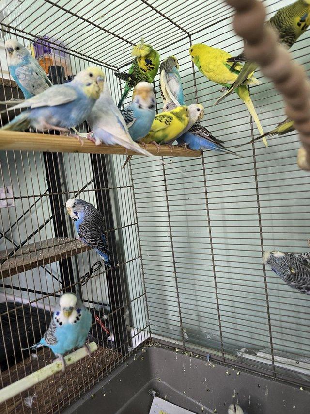 Preview of the first image of Beautiful Budgies for sale.