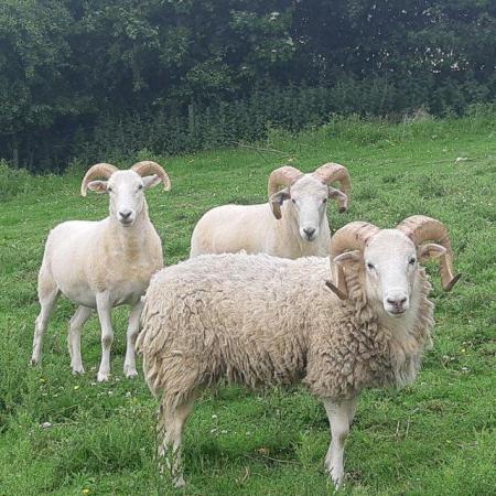 Image 1 of Hexhamshire Horn Tups, Starter Flock or in-lamb ewes