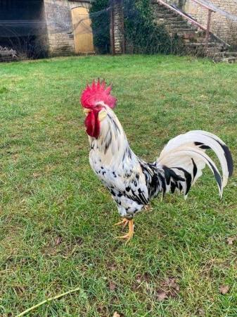 Image 1 of For Sale 2 Purebred large fowl cockerels