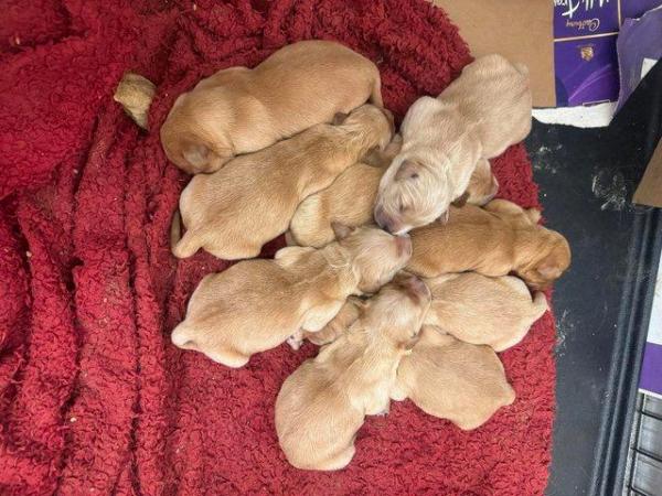 Image 6 of Golden Retriever pups available