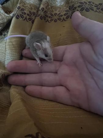 Image 2 of Natal multimammate mice/African soft furred rats