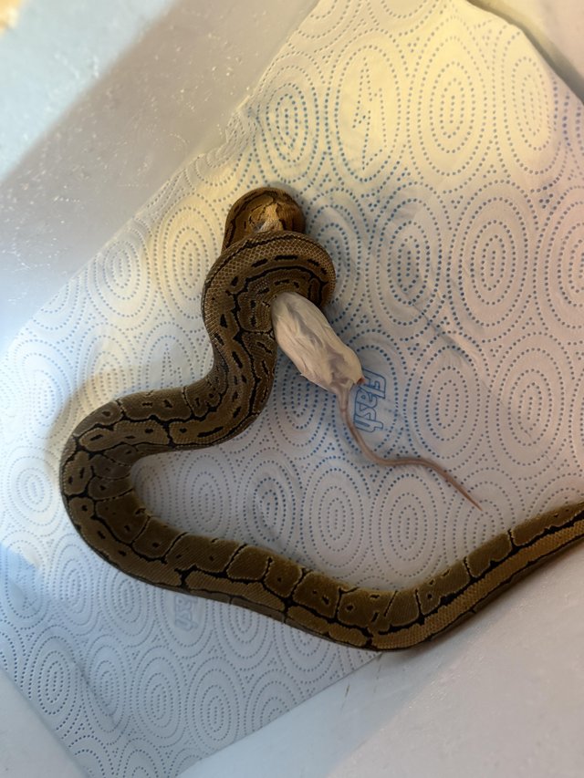 Royal python “Pin stripe” male — photo 3 of 4