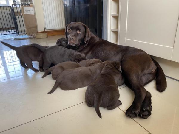 Image 7 of Fantastic Litter Show Breed Chocolate Labrador Puppies