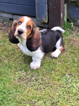 Image 10 of Basset hound puppies ready for new homes