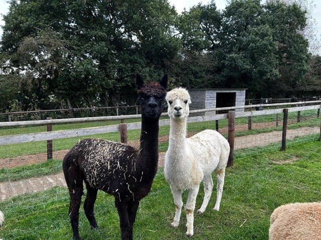 Preview of the first image of 3 Female Huacaya Alpacas FOR SALE.