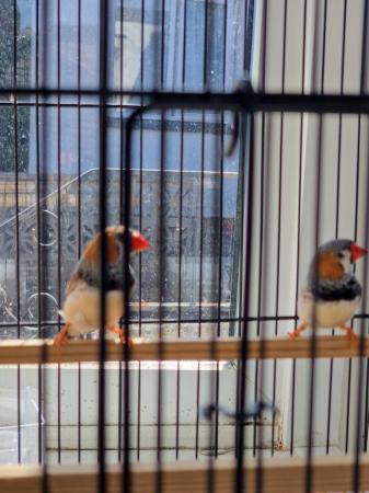 Image 5 of A pair of zebra finches and cage