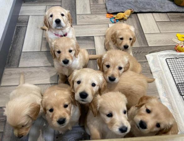 Image 11 of *READY NOW!! 2 Girls left! Gorgeous Golden Retriever Puppies