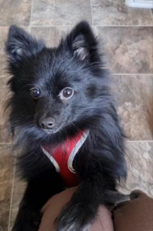 Image 4 of Pomeranian mix pup looking for a new home ASAP