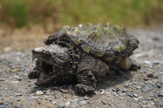 Preview of the first image of WANTED - ALLIGATOR SNAPPING TURTLE.