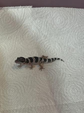 Image 3 of Baby leopard geckosfor sale
