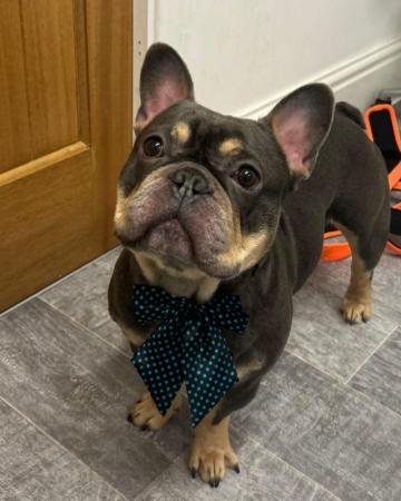 Image 1 of Beautiful French Bulldog male for sale