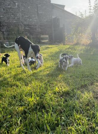 Image 8 of Beautiful working type whippet puppies
