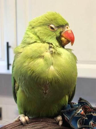 Image 4 of 6 weeks old Indian ring neck parakeet
