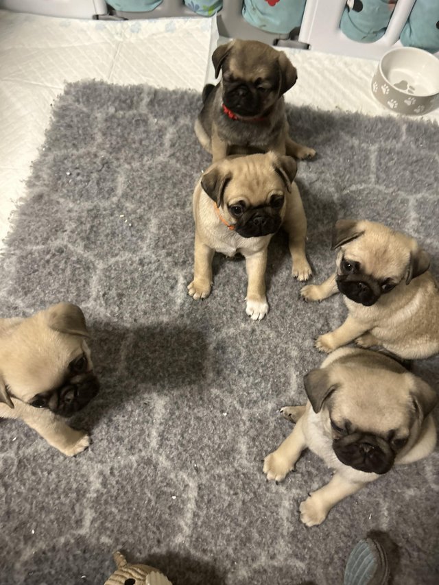Preview of the first image of KC Registered Pug puppies for sale.