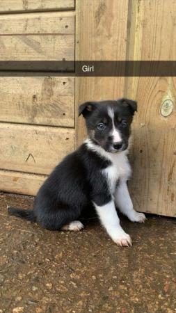 Image 2 of Gorgeous Tri Collie pups looking for forever homes!
