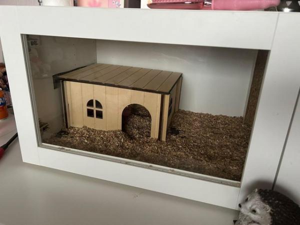 Image 8 of African Pygmy Hedgehog for sale with set up