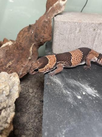 Image 4 of Male African fat tail gecko with full set up