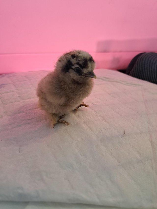 Preview of the first image of Silkie chicks some 1 day old and a couple 1 week old.