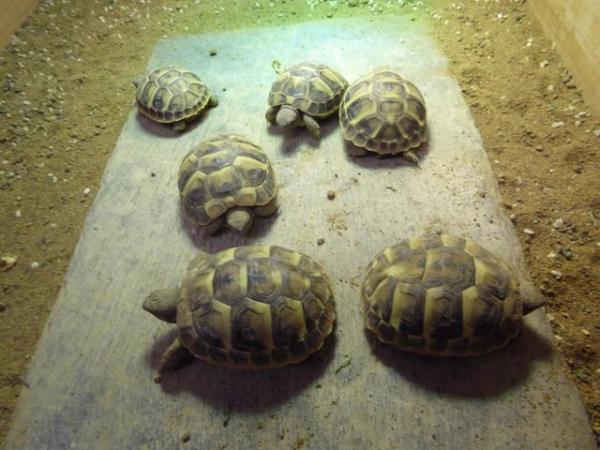 Image 2 of Baby Hermann's tortoises for sale