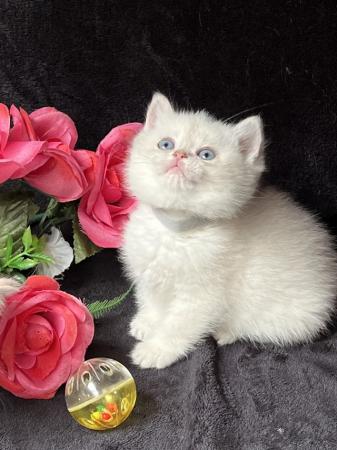 Image 8 of British shorthair Silver kittens
