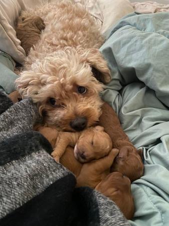 Image 7 of Gorgeous red/apricot cavapoo puppies VIEWING NOW!