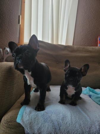 Image 7 of Ready to leave Lovely french bull dogs puppies