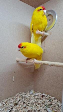Image 17 of Ringneck - Quaker - Kakariki - Lovebird - Parrotlet Chicks