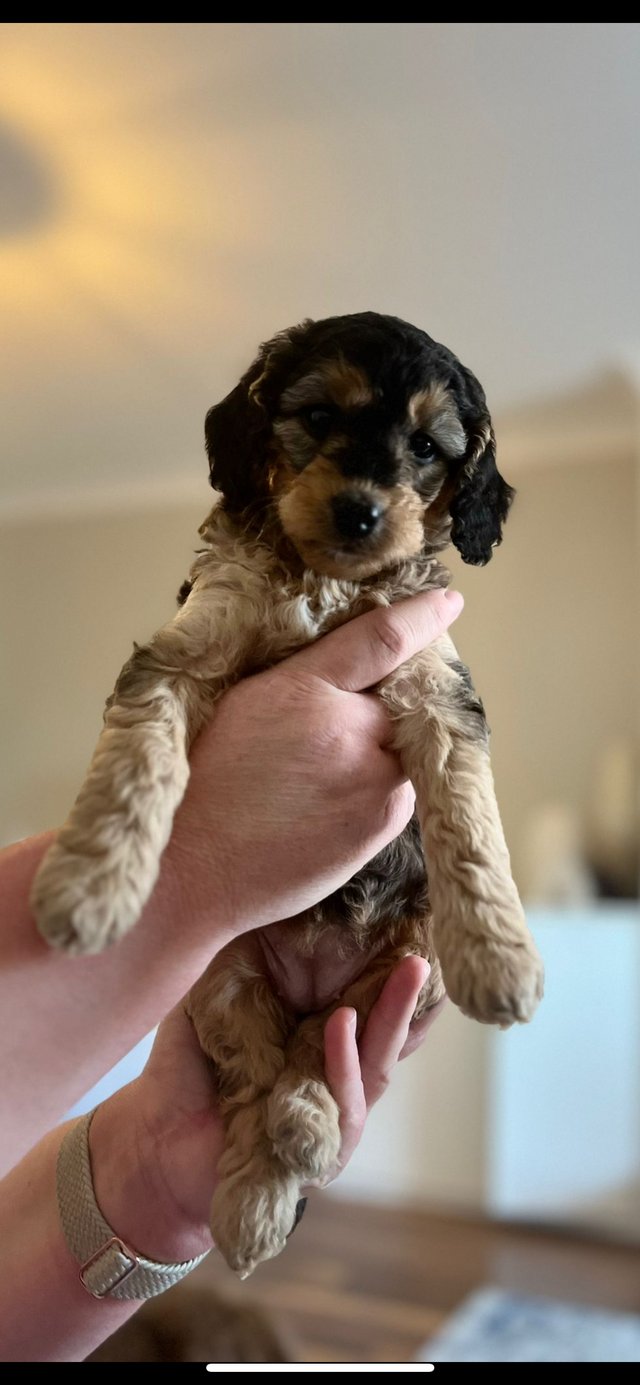Preview of the first image of F1B cockapoo puppies **ONLY 1 FEMALE LEFT**.