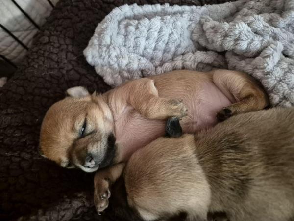 Image 19 of STUNNINGFemale Apple Head Chihuahua For Sale