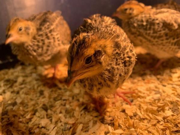 Image 18 of Day old to 2 week Japanese Quails in Many Colours Inc Black