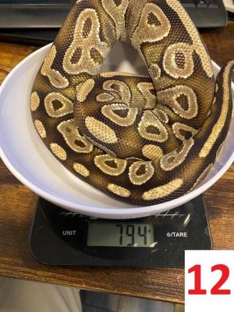 Image 12 of Various Royal Pythons - open to offers