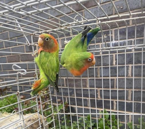 Image 6 of Fisher love bird breeding pair for sale Bury