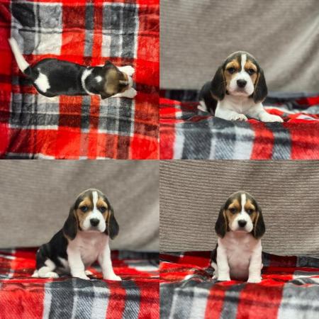 Image 13 of STUNNING CHUNKY KC BEAGLE PUPPIES READY NOW