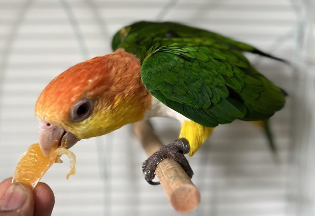 Image 1 of Semi Tame Yellow Tighed Caique Parrot and cage