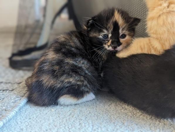 Image 10 of 5 kittens for sale 2 gingers and 3 bark speckled,