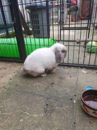 Image 3 of OREO friendly neutered adult mini lop boy 5 years old