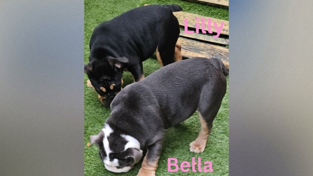 Image 22 of English Bulldog Puppies, Blue & Tan, Blue & White For Sale