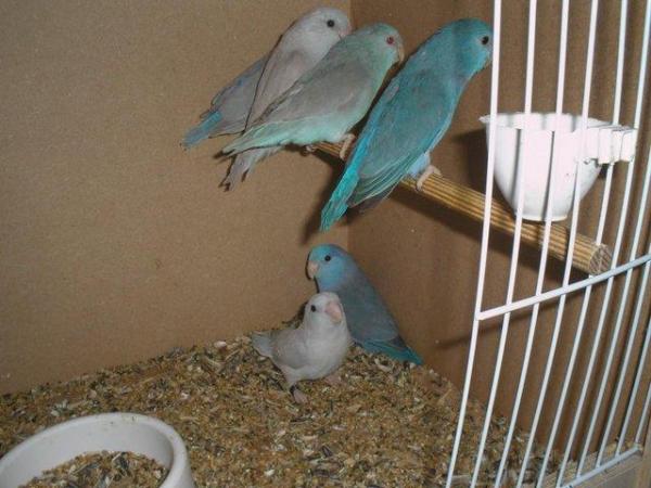 Image 4 of pr 2023 parrotlets ready for breeding
