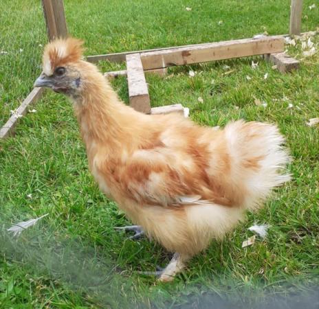 Image 1 of Silkie Cockerel FREE to very good home