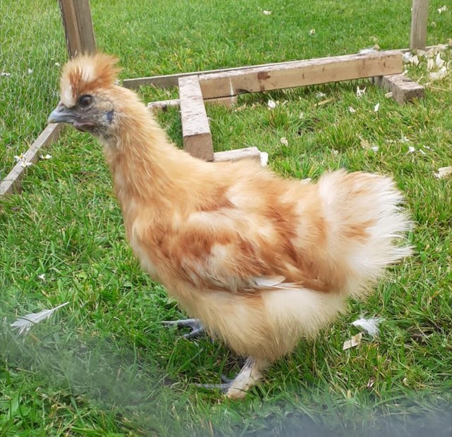 Preview of the first image of Silkie Cockerel FREE to very good home.