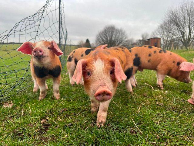 Preview of the first image of Oxford Sandy and Black Weaners.
